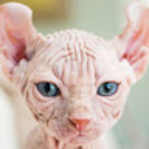 Meet your Posher, Stella